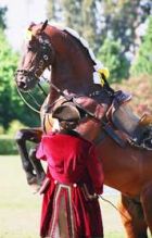 Défilé de l'Ecole Portugaise d'Art  Equestre,