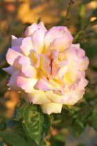 Initiation à la  taille des rosiers au PARC DE LA TETE D'OR